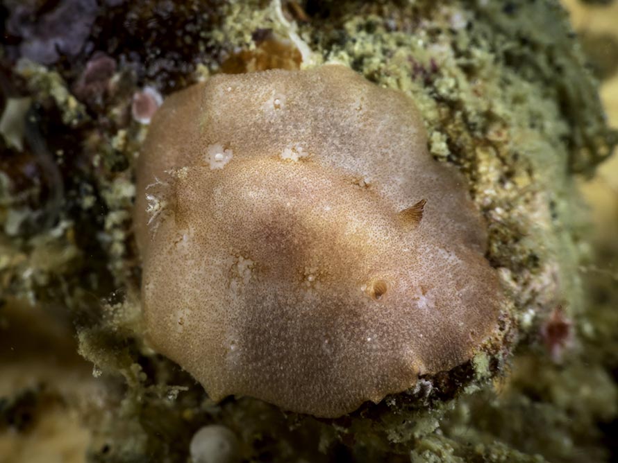 Discodoris sp. 4